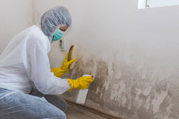 Best Mold Remediation  in Baden, MD