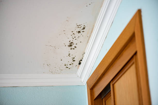 Best Crawl Space Mold Removal  in Baden, MD