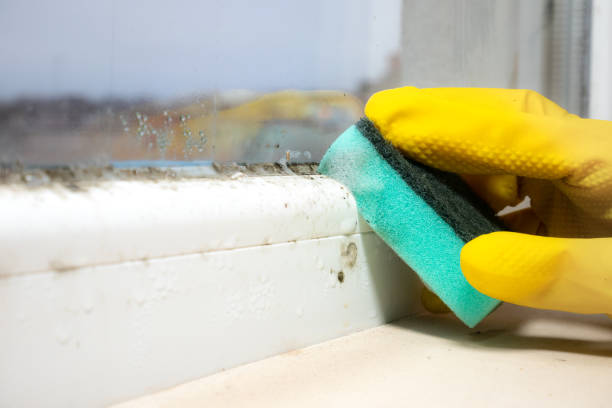 Home Mold Removal in Baden, MD