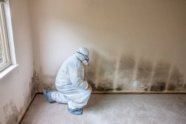 Best Certified Mold Removal  in Baden, MD