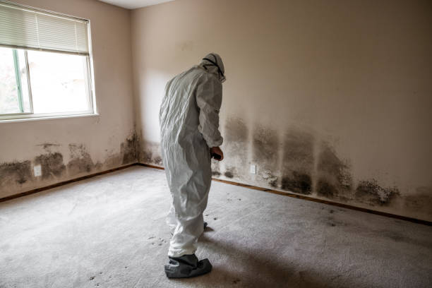 Best Attic Mold Removal  in Baden, MD