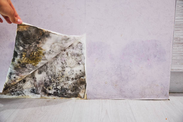 Best Local Mold Removal Service  in Baden, MD